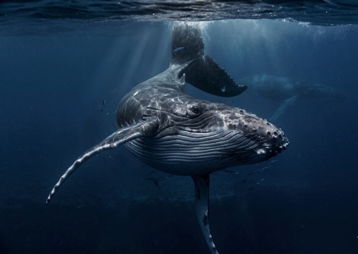 Natural Wonders — wildlife on the East End