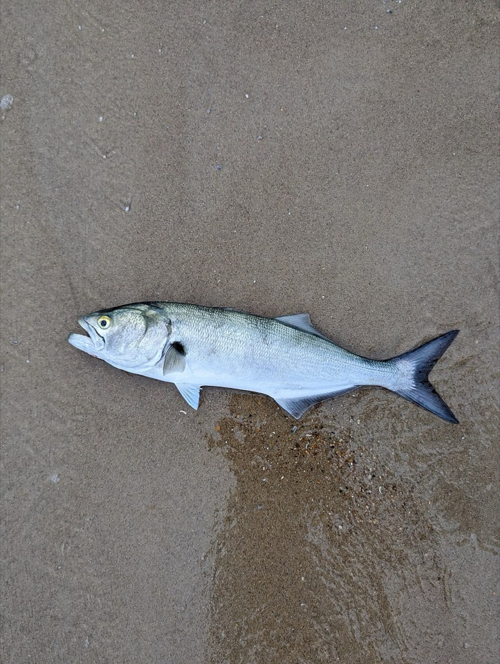 Bluefish (Pomatomus saltatrix) — Montauk surf, Peconic Bay
