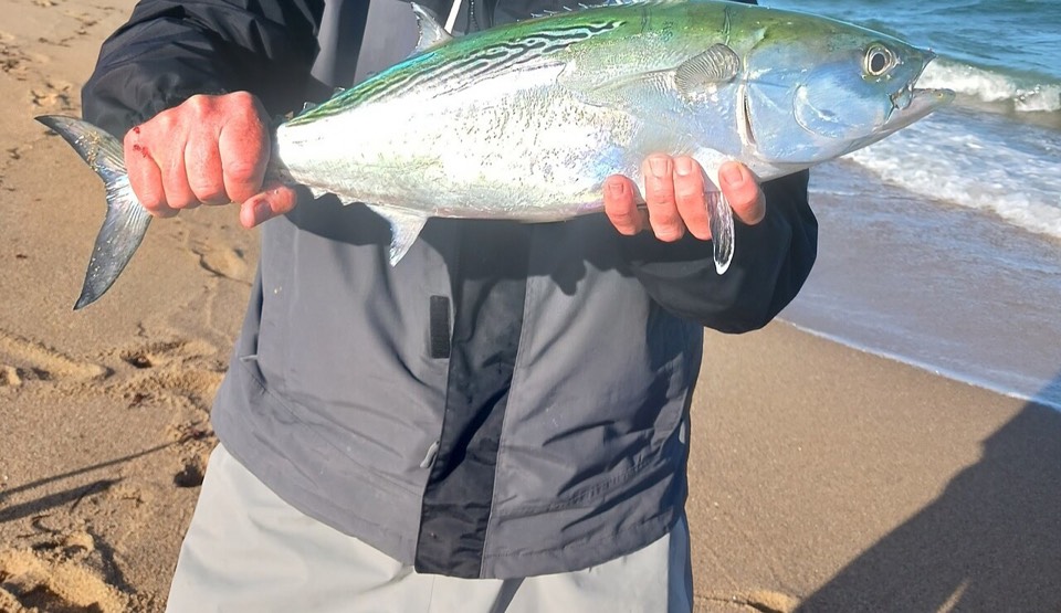 False Albacore (Euthynnus alletteratus) — Montauk Point rips