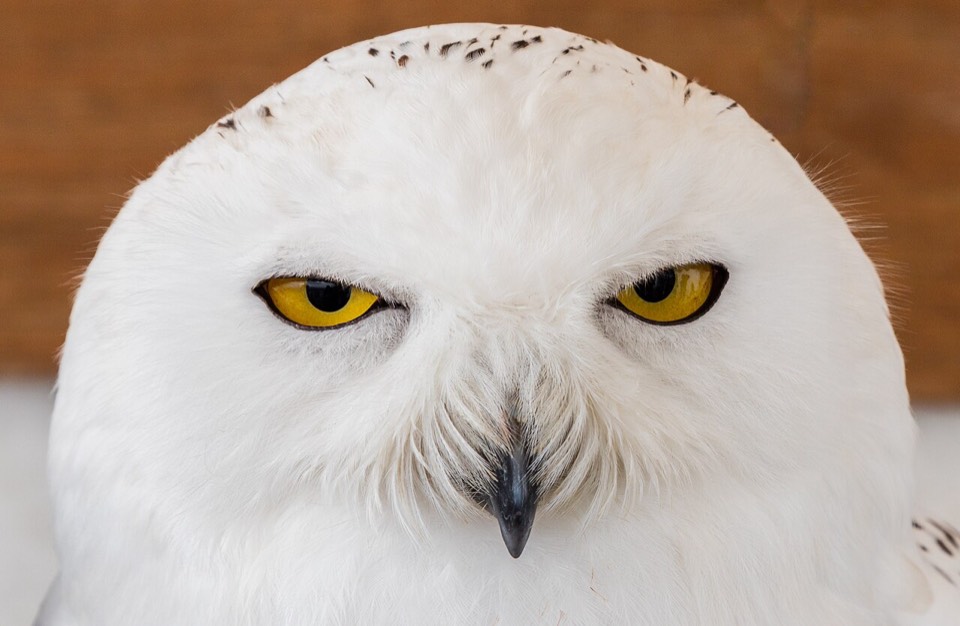 Snowy Owl (Bubo scandiacus) — Dune Road, Shinnecock Inlet