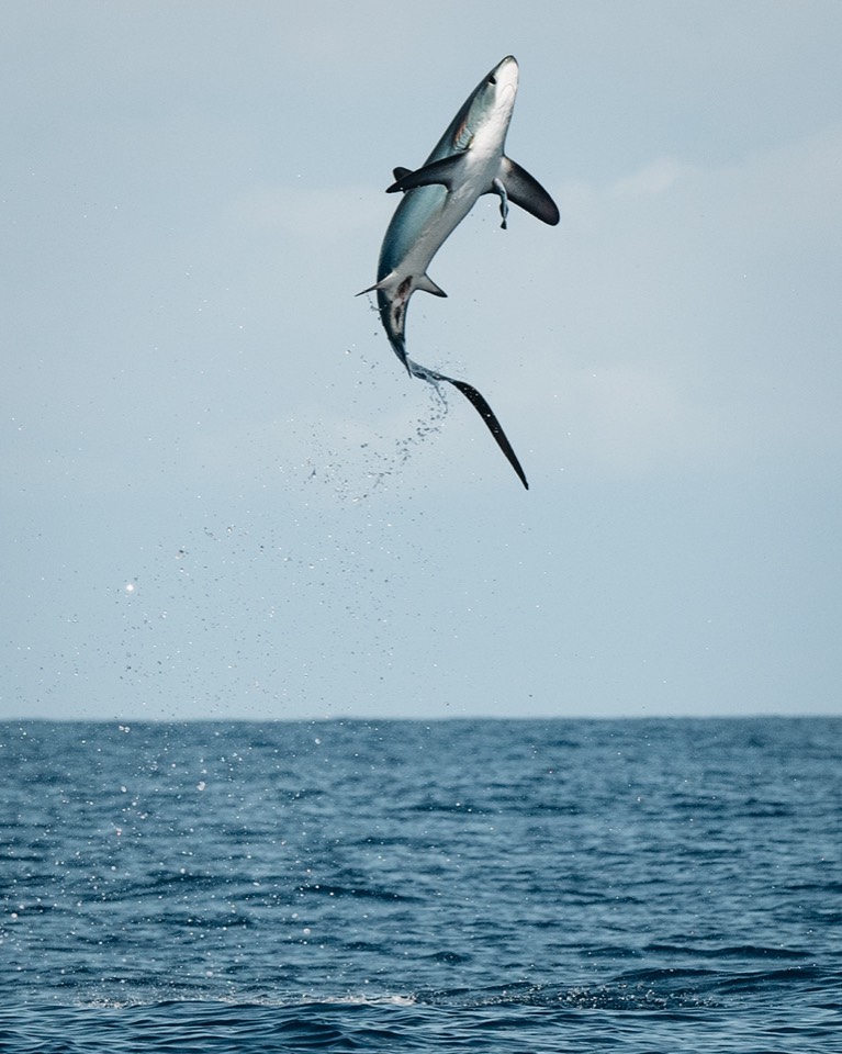 Common Thresher Shark (Alopias vulpinus) — Montauk canyon edge